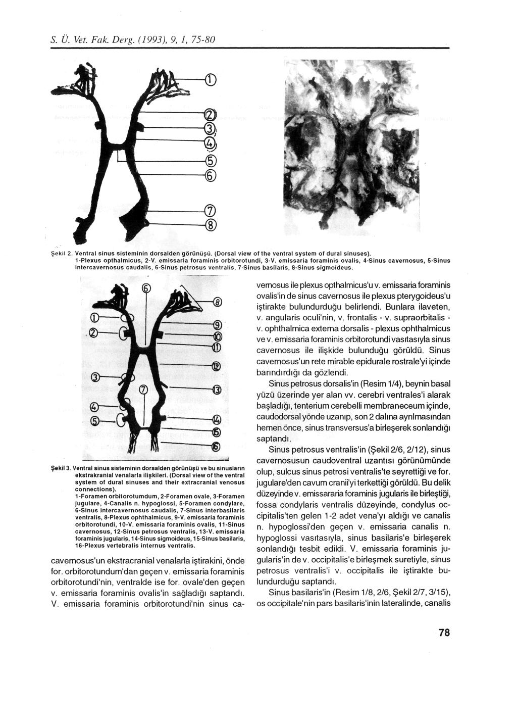 S. Ü. Vet. Fak. Derg. (1993), 9, 1, 75-80 Şekil 2. Ventraı sinus sisteminin dcrsalden görünüşü. (Dorsal view of the ventral system of dural sinuses). 1-Pıexus opthaımicus, 2 V.