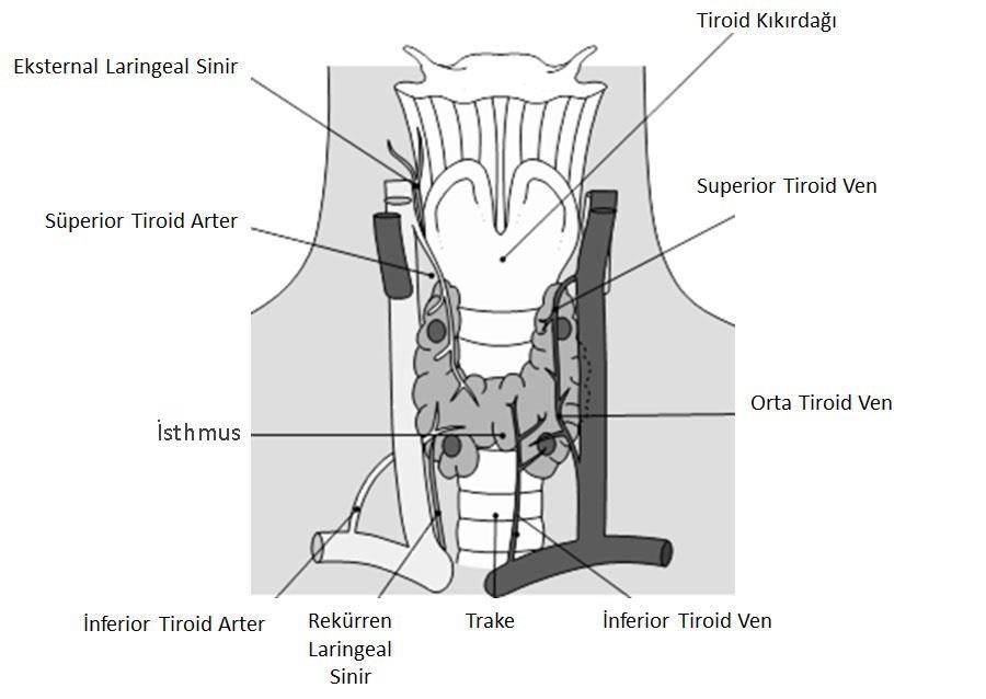 tiroidin arkasında ses tellerine doğru ilerler. Tiroidi innerve eden bu sinir pakedi direk kranial sinirlerden köken alır.