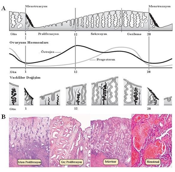 aktivite yavaşlamıştır. Bezler tarafından üretilen mukoid, glikojen ve besin unsurları bakımından zengindir (7). Şekil 5. Menstrual döngü : A- Şematik gösterimi, B- Endometriyum histolojisi.