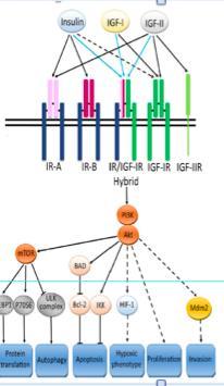 IR ile IGF-IR homolog ve benzer sinyal yollarını paylaşır.