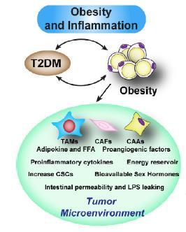 Obezite ve kanser ilişkisi Tümör stroma hücreleri: Kanser ile ilişkili fibroblast, makrofaj ve adipositler Tümör çevresindeki adipoz doku artışı Hipoksi Makrofaj, T hücre