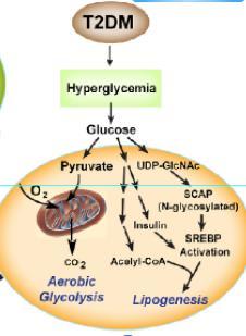 Metabolik simbiozis ve kanser Kanser hücresi glukoza bağımlıdır!