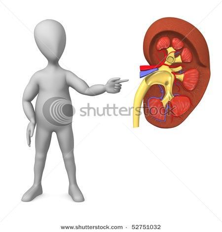 Why is the Kidney Vulnerable