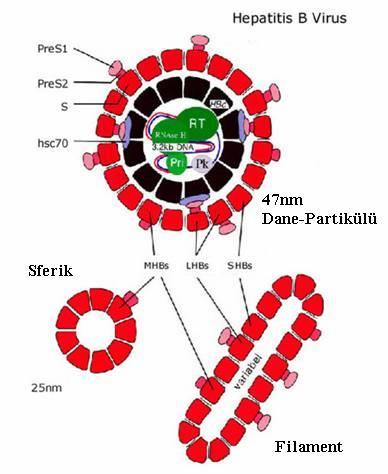 Şekil 2: HBV Partikül Yapısı 2.3. Genom Yapısı HBV, kısmen çift sarmallı, sirküler bir DNA molekülü taşır. DNA'nın mol. ağırlığı 2.3x10 6 dalton, G+C oranı ise yaklaşık %49'dur.