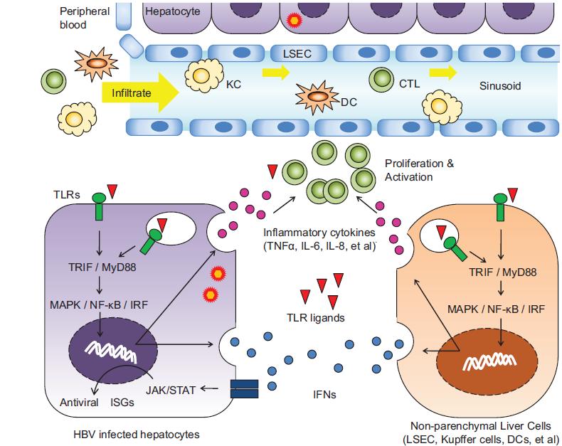 12 HBV infeksıyonunda Toll-benzeri-reseptörler