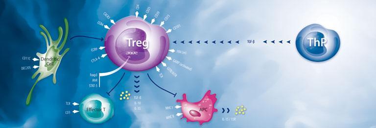 İmmün Regülatör T Hücreleri ve Sitokinler CD25 +Treg hücreleri CD8+ T hücreleri baskılar KHB de dolaşımda ve karaciğerde artar (HBsAg ile