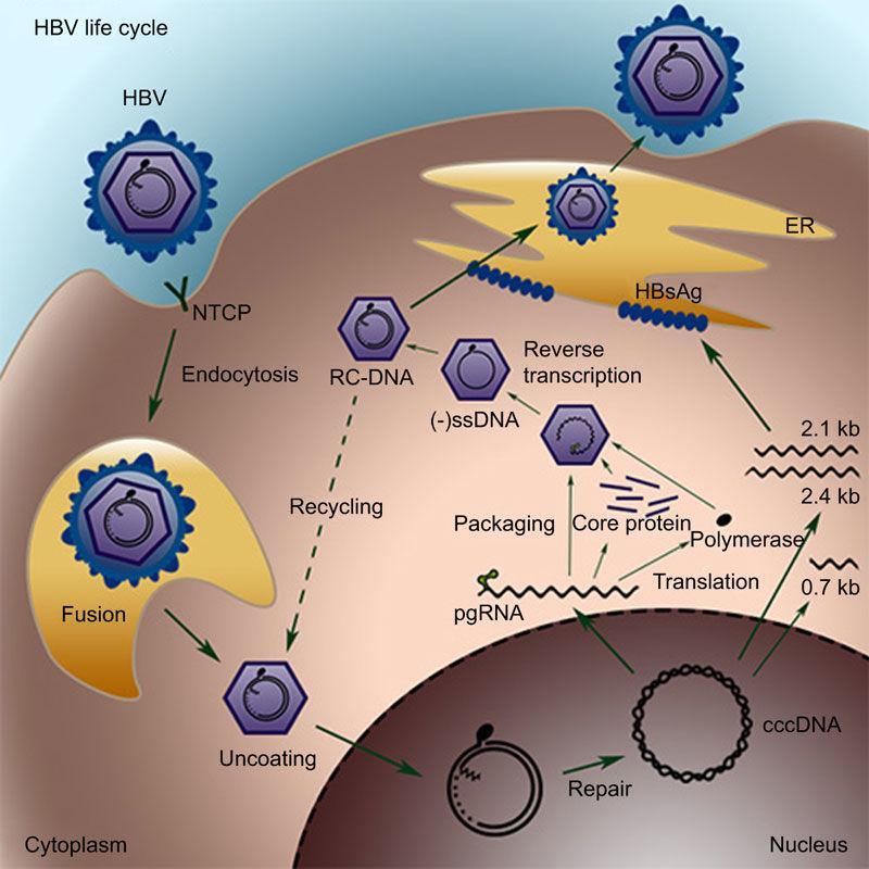 HBV Yaşam Döngüsü heparin sulfat proteoglikan
