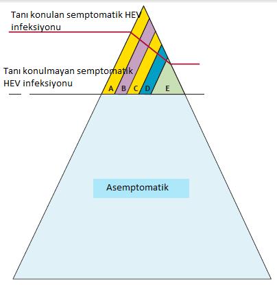 A Akut ikterik hepatit kronik KC hastalığında B Kronik infeksiyon (HEV3 and HEV4):