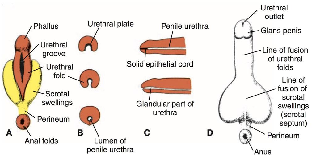 A. 10.haftada erkekte dış genitalyanın gelişmesi B.