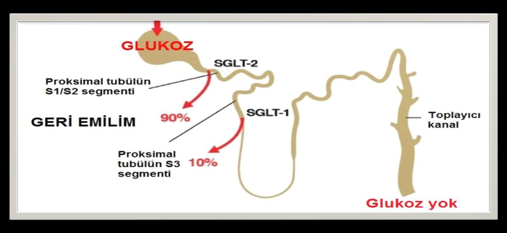 SGLT-2 İNHIBITÖRLERI Sodyum glukoz co-transporter-2, böbreğin proximal renal tubulinde bulunan, tubuler lümenden glukoz geri emilimini sağlayan