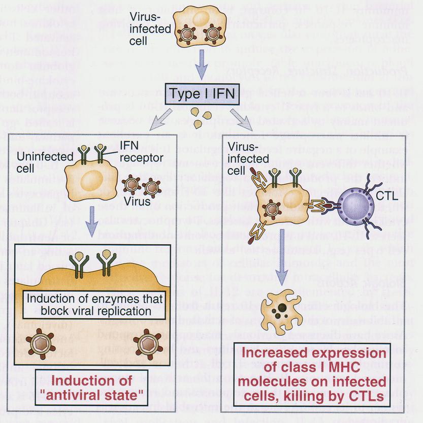 Interferonların bağışık yanıttaki rolleri 1- Anti-viral
