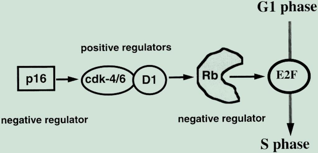 P16 IMMUNHİSTOKİMYA BOYAMA p16 hücre siklusunda regulatör bir protein olup G1-S fazında hücre proliferasyonuna neden olur.