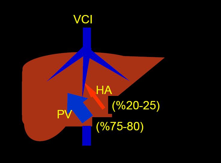 Karaciğerin Kanlanması Karaciğerin ve lezyonların kanlanma özelliklerinin