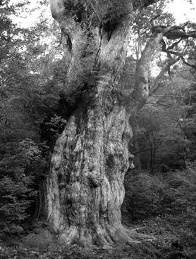 Tekst 7 Dünyanın En Yaşlı Ağaçları Avustralya ve ABD deki bilim insanlarının çalışmaları, önlem alınmazsa, çok sayıda hayvanı barındıran ve biyolojik çeşitliliğe katkıda bulunan yaşlı ağaçların