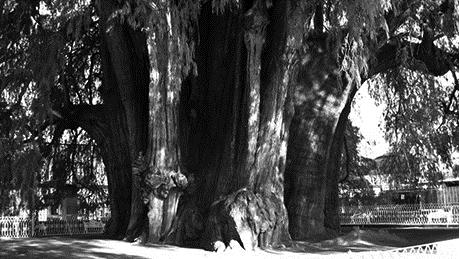 Patagonya nın en yaşlı ağacı tam 3500 yıldır yangınlara, savaşlara, oduncu ve bilinçsiz çiftçilere inat yaşamayı sürdürüyor. 3. Llangernyw Yew Llangernyw, yaşlı bir porsuk ağacıdır.