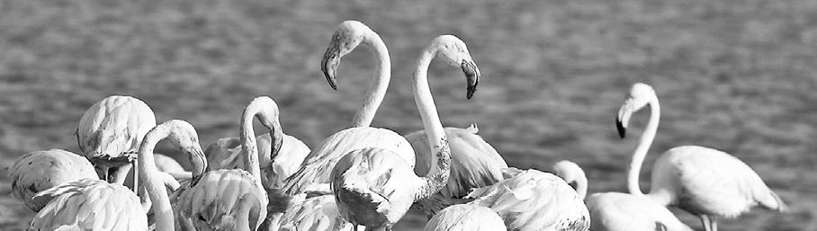 Tekst 9 Kuş Kardeşliği Meksika da, Sisal yakınlarında bir araştırma uçağı flamingoların üzerinden uçuyor. Birkaç büyük koloni, Karayip kıyıları ve ötesindeki nehir ağızlarında yaşıyor.