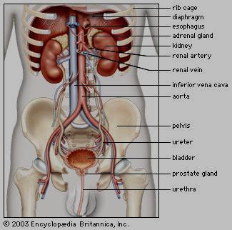BÖBREK ANATOM ekil 6. Böbreklerin anatomik lokalizasyonu Böbrekler peritonun arka taraf nda (retroperitoneal) lokalize olmu lard r.