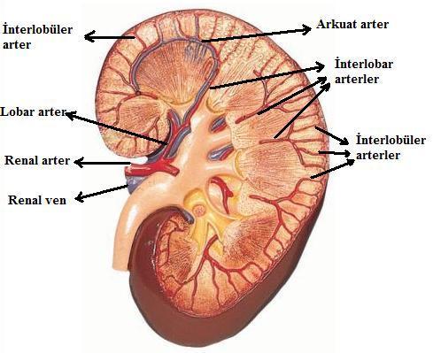 Böbre in Arterleri Ba lang çta pelvis içerisine yerle en böbrekler arterlerini ortak iliak arterden al rlar. Böbreklerin yükselmesiyle arterlerini aortun distalinden almaya ba lar.