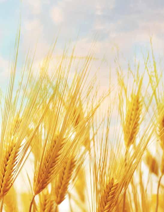 Ticaret Borsası nda (CBOT) Aralık vadeli buğday fiyatları eylül ayı içinde yüzde 1.6 artarak 5.31 dolar/buşel seviyesine çıktı. Fiyatlarda son bir yıllık yükseliş yüzde 25 i aştı.