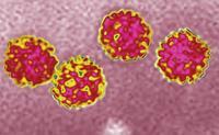 HCV ilk olarak non A non B hepatitli hastaların kanlarından 1989