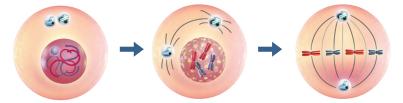 A hücres n n gerçekleşt rd ğ bölünme türünde kalıtsal çeş tl l k görülmez.. B hücres bakter hücres olab l r.. A ve B hücreler nsana a t hücreler olab l r. İfadeler nden hang ler doğrudur?