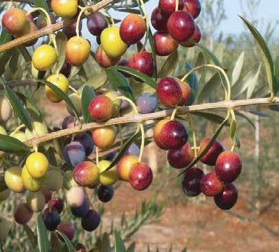 ZEYTİN / OLIVE Arbequina Arbequina hem yoğunluklu (40-50 bitki/da) hem de yüksek yoğunluklu (150-250 bitki/da) yetiştiricilik için uygun YAĞLIK ÇEŞİTTİR.