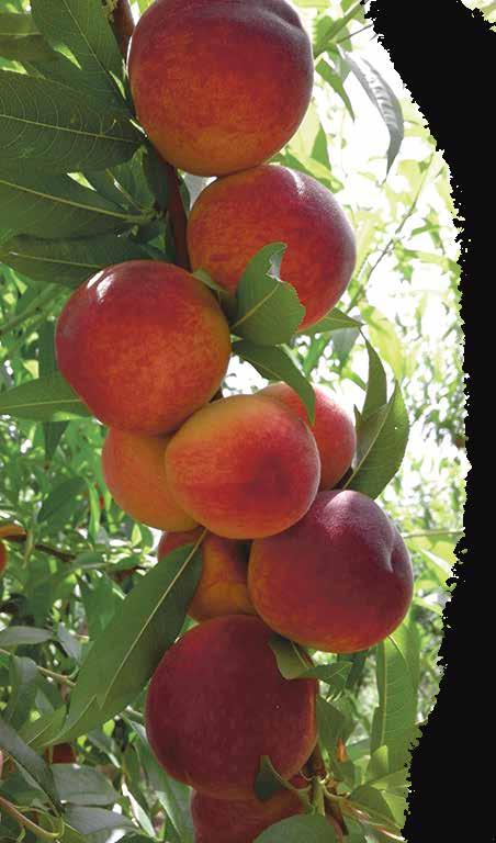 ŞEFTALİ / PEACH Smart Breeding Fruits İlda persicum İlk çiçeklenme Şubat 3. hafta Tam çiçeklenme Mart 1.