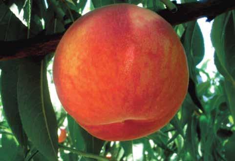 Good harvest with low thinning costs. Rose type flower. Cold climate resistant. Fruit : Late red peach, yellow flesh, large and high yielding.