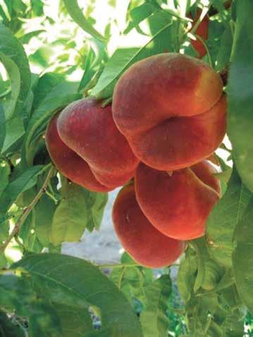 Large size fruit with dark red maroon colour, fuzzless. Very attractive fruit. Typical flat peach taste, delicious, sweet and juicy, low in acid. Thick flesh, (4cm ). Lezzet Tipi : Çok tatlı aromatik.