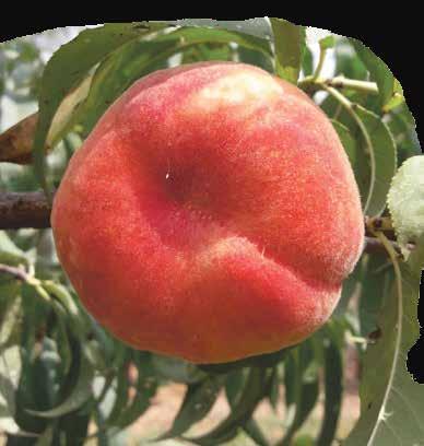 March Harvest Period: 25-30 August Average Fruit Weight: 150-160 g Fruit skin color: Eed