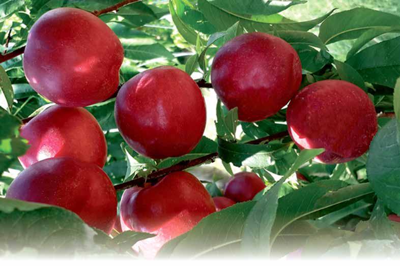 NEKTARİN / NECTARINE Smart Breeding Fruits Naz persicum UPOV kayıt No: TR-2015/106 İlk Çiçek: Şubat başı Tam Çiçek: Şubat Ortası Hasat Tarihi: 5-10 Mayıs Ortalama Meyve Ağırlığı: 120-150 g Meyve