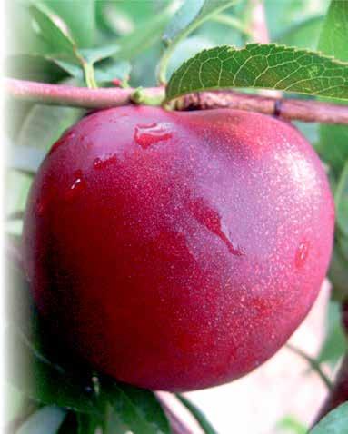 NEKTARİN / NECTARINE Smart Breeding Fruits Seyhan persicum UPOV kayıt No: TR-2015/110 İlk Çiçek: Mart Başı Tam Çiçek: Mart Ortası Hasat Tarihi: Mayıs