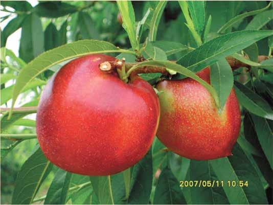 Crimson Baby Carolina NEKTARİN / NECTARINE Extreme June Yoğun Kırmızı(Dense Red) Et Rengi(Flesh Color): Sarı (Yellow) 150-170 Erken (Early) 20-30 Mayıs (May) Sahil / Geçit (I/II) Soğuklama Süresi