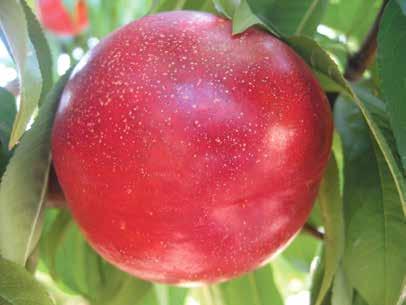 Gevrek sulu ve düşük asit Meyve Özelliği : Depoya uygun geç sezon çeşidi olmasına rağmen çok iyi renklenme. Yuvarlak ve pürüzsüz kabuk yapısı. Sert meyve eti.