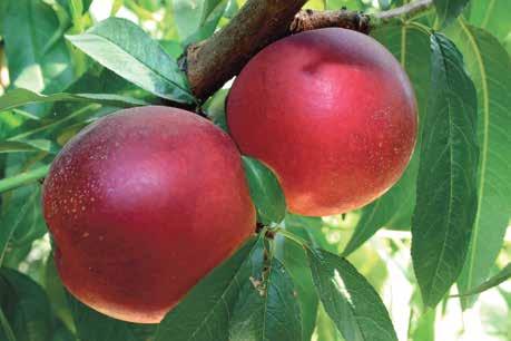 meyve şekli, parlak koyu kırmızırenkli. Brix 15-20 Meyve Özelliği : Çok iri ve ağır meyveler. Sıra dışı tat, sulu, gevrek çok tatlı ve düşük asitli.