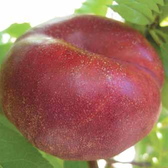 Evaluation : Cool and amusing fruit that both children and adults will enjoy.very attractive shape and colour. It is an early interesting fruit.