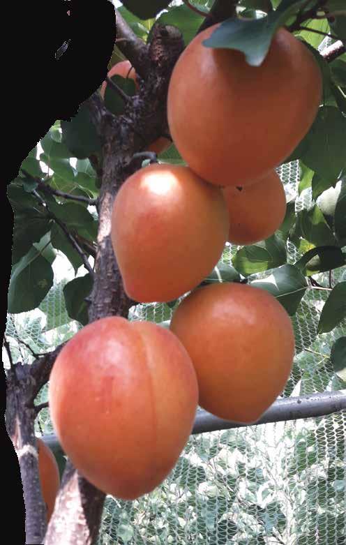 Sahil / Geçit / Yayla First flowering: Beginning of March Full flowering: Middle of March Harvest Period: Beginning of June