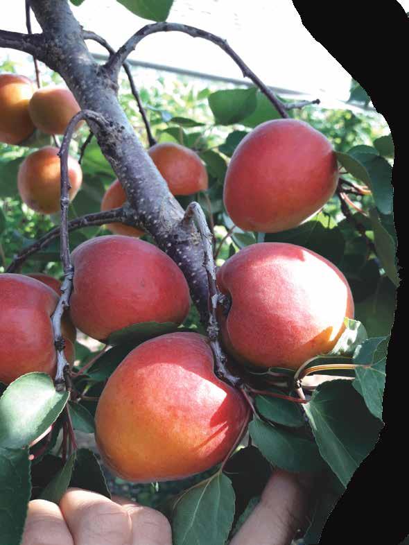 March Harvest Period: Middle of June Average Fruit Weight: 120-130 g Fruit Skin