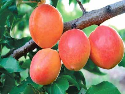 Sakıt Çataloğlu KAYISI / APRICOT Hacı Haliloğlu Sarı (Yellow) Et Rengi(Flesh Color): Sarı (Yellow)