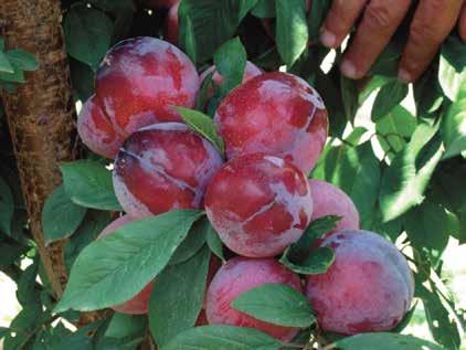 Diameter(mm): 50-55 Erken (Early) 25 Mayıs-05 Haziran (25 May-05 June) Sahil(I) Tozlayıcıları (Pollinators): Red Beaut, Ambra Anaç (Rootstock): Toro,Arda,Myrobalan 29C, Marianna GF 8/1,Myrobalan B