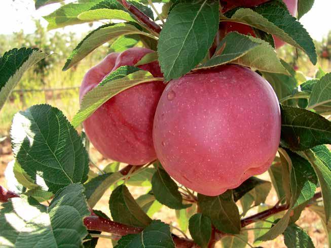 140-160 Orta (Middle) 20-30 Agustos (August) Muhafıza Süresi(Gün) Storage Period (Day): 60 Geçit / Yayla (II/III) Tozlayıcıları(Pollinators): Golden Delicious Fuji Anaç / Rootstock: M9,M7,MM106,MM111