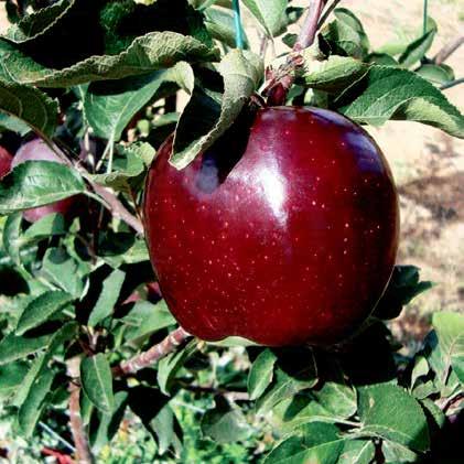 Jeromine Scarlet Spur ELMA / APPLE Granny Smith Koyu Kırmızı (Dark Red) 180-200 Orta (Middle) 10-20 (September) Muhafıza Süresi(Gün) Storage Period (Day): 180-200 Geçit / Yayla (II/III)