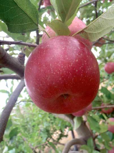 Period (Day): 180-200 Geçit / Yayla (II/III) Tozlayıcıları(Pollinators): Golden ve Gala Grupları (Golden ve Gala Groups) Anaç / Rootstock: M9,M7,MM106,MM111 Yakut Kırmızısı(Ruby Red) 130-150 Orta