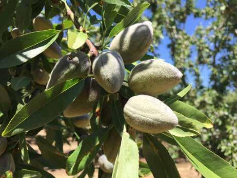 BADEM / ALMOND Guara Ferragnes Kabuk Sertliği (Shell Hardness): Taş Bademi(Wild) Çiçeklenme Dönemi (Flowering Period): Geç(Late) Randıman % (Performance%): 35-40 Sahil,Geçit,Yayla (I,II,III)