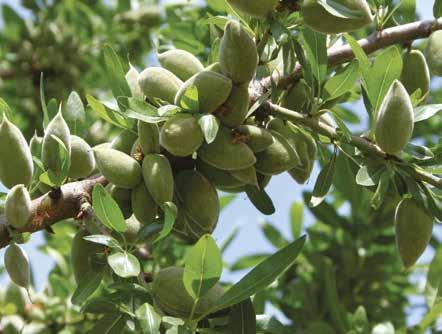 Anaç (Rootstock): Arda, Garnem, GF-677, Cadaman Kabuk Sertliği (Shell Hardness): Sert(Hard) Çiçeklenme Dönemi (Flowering Period): Geç(Late)