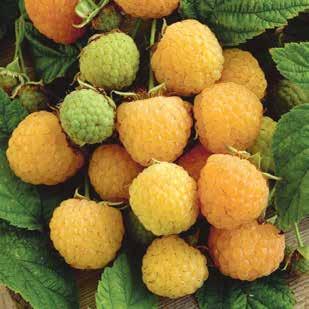 Ağustos-Eylül aylarında ve bir sonraki yıl bahar aylarında olmak üzere yılda 2 kez meyve verir. Aroma tat harikadır, taze, reçel ve dondurulmuş olarak tüketime uygundur.