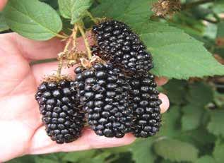 CEBECİ (Dikensiz) Temmuz ayının ortalarında başlayan hasat dönemi ekim ayı başlarına kadar devam eder. Meyveleri oldukça tat ve aroma özellikleri yüksek, çok verimli soğuklara dayanıklı bir çeşittir.