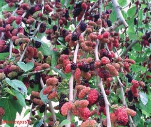 ÜZÜMSÜ MEYVE TÜR / BERRY FRUITS ARAPAHO KARADUT / BLACK MULBERRY AVUSTURALYA KARADUTU ARAPAHO (Dikensiz) Arapaho diğer dikensiz böğürtlen çeşitleri içerisinde en erkencisidir.