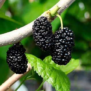 Çok verimli bir çeşittir ARAPAHO (Thornless) It is the earliest thornless blackberry variety. It is self-fertile. It has a straight structure and does not require support.