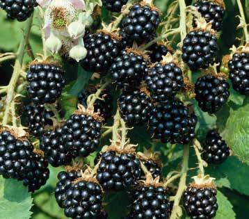KARADUT / BLACK MULBERRY URMU DUT Ülkemizde urmu dut veya ekin dudu olarak bilinir. Kademeli olarak olgunlaşan meyveleri koyu siyah renk olunca tüketilir.